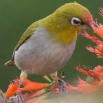 image of bird