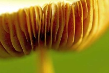 image of mushroom