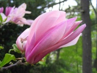 image of flower