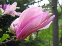 image of magnolia #32