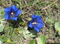 image of flower