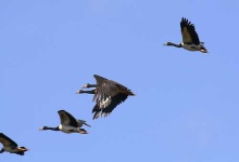 image of magpie