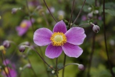 image of flower