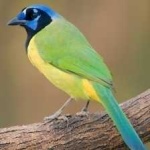 image of green_jay #0