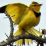 image of bird