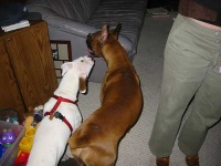 image of boxer
