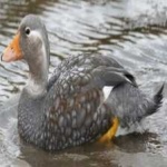 image of bird