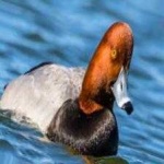 image of bird