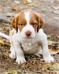 image of brittany_spaniel