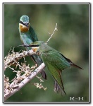 image of bee_eater