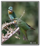 image of bee_eater #34