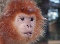 image of langur