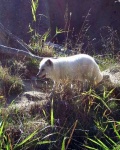 image of arctic_fox