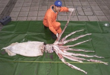 image of animal