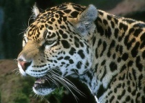 image of jaguar_car