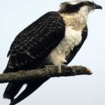 image of bird