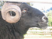 image of ram