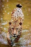 image of jaguar_car