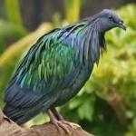 image of bird