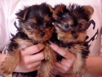 image of yorkshire_terrier