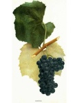 image of grapes #9