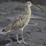 image of whimbrel #32