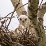 image of hawk