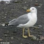 image of bird