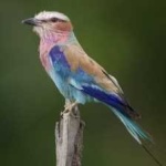 image of bird