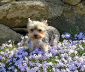 image of yorkshire_terrier #10