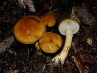 image of mushrooms