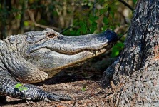 image of american_alligator