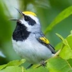 image of bird