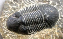 image of trilobite