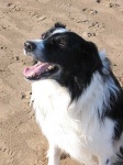 image of collie