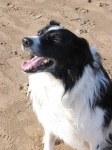 image of collie #26