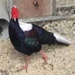 image of bird