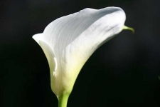 image of giant_white_arum_lily #51