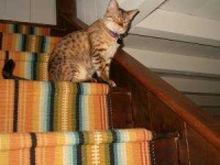 image of animal