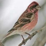 image of bird