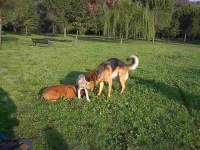 image of german_shepherd