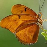 image of animal