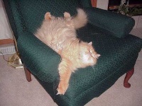 image of persian_cat