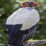 image of bird