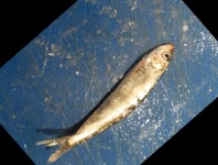 image of fish