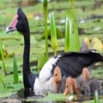 image of bird