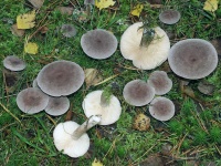 image of mushrooms