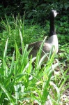 image of goose