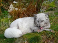 image of arctic_fox