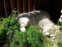 image of great_pyrenees